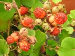 Orangerote Früchte von Rubus irenaeus