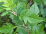 Sorbaronia Fallax, Blatt