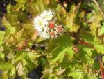 Physocarpus capitatus Tilden Park in Blüte