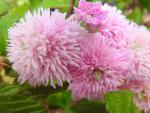 Die Blüte von Rubus ulmifolius Bellidiflorus