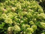 Die Zwergrispenhortensie Bobo in voller Blüte