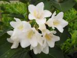 Prakttry Candida, Weigela Candida