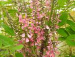 Indigofera amblyantha