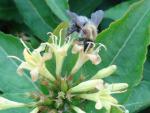 Kantgetris Butterfly, Diervilla sessilifolia Butterfly