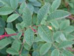 Rosa tomentosa, die Filzrose