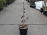 Blutbuche Swat Magret in 40/ 60 cm, Aufnahme aus Februar 2018