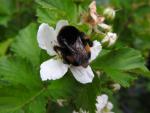 Björnbär Reuben, Rubus fruticosus Reuben