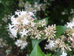 Kinesisk abelia, Abelia chinensis