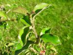 Chinesische Quitte, Holz-Quitte - junger Trieb