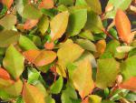 Photinia fraseri Little Red Robin, Snittmispel Little Red Robin