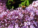 Sommerflieder Gulliver - Insekten und Schmetterlinge lieben die lila Blüten