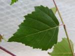 Grünes Laub der Hängebirke, Betula pendula Tristis
