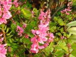 Die rosa Blüte von Indigofera himalayensis Silk Road