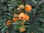 Taxus baccata Fructo-Lutea