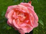 Rosa Myra Bowman, Ros Myra Bowman