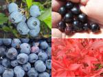 4 Kulturheidelbeeren in Sorten