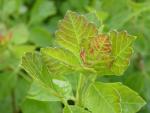Rhus aromatica Grow Low - Essigbaum Grow Low