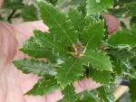 Das Laub von Quercus hispanica Fulhamensis