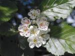 Crataegus prunifolia