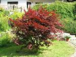 Japansk blodlönn, Acer palmatum Atropurpurea - en vacker prydnadsbuske