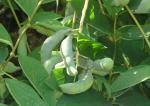 Frucht der Blauschote