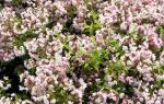 Deutzia kalmiiflora