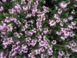 Erica carnea Winter Beauty - Winterheide Winter Beauty