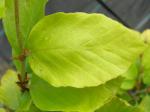 Goldbuche Zlatia