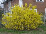 Forsythia Lynwood Gold