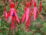 Scharlakansfuchsia, Fuchsia magellanica Gracilis