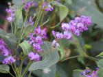 Violranka, Hardenbergia violaceae