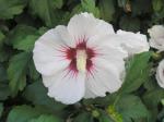 Weißblühender Hibiskus Red Heart