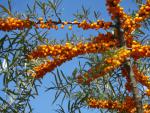 Hippophae rhamnoides - Sanddorn