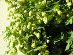 Hopfen mit zahlreichen Früchten