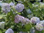 Storbladig hortensia Bouquet Rose, Hydrangea macrophylla Bouquet Rose