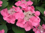 Bauernhortensie Mousmee in sommerlicher Blüte