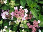 Purpurhortensia Rosalba, Hydrangea serrata Rosalba
