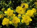 Bei Bienen beliebt: die Blüte von Hypericum prolificum