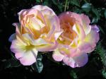 Blüte der Rose Gloria Dei