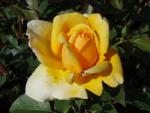 Rosa Kupferkönigin