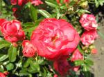Rote, gefüllte Blüten der Rose Muttertag