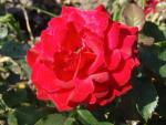 Ros Nina Weibull, Rosa Nina Weibull