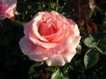 Ros Poesie, Rosa Poesie