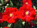 Rotblühende Bodendeckerrose Austriana