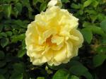 Rosa Gelbe Dagmar Hastrup ® - Rose Gelbe Dagmar Hastrup ®