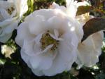 Ros Ice Meidiland, Rosa Ice Meidiland