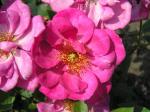 Ros Lavender Dream, Rosa Lavender Dream