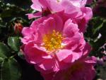 Ros Magic Meidiland, Rosa Magic Meidiland
