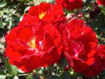 Rotblühende Rose Mainaufeuer