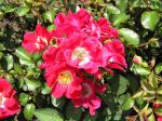 Ros Red Meidiland, Rosa Red Meidiland